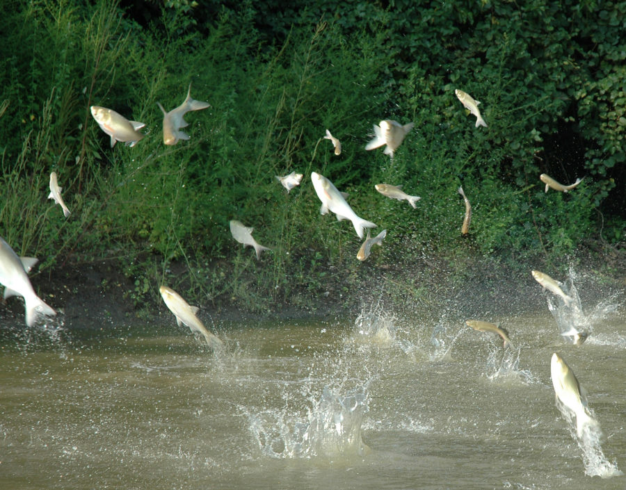 Asian Carp