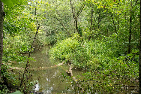 Forest in Ontario